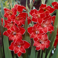 Gladiolus primulinus Atom - 15 Glaïeuls nains Atom - Bulbes de Glaïeul