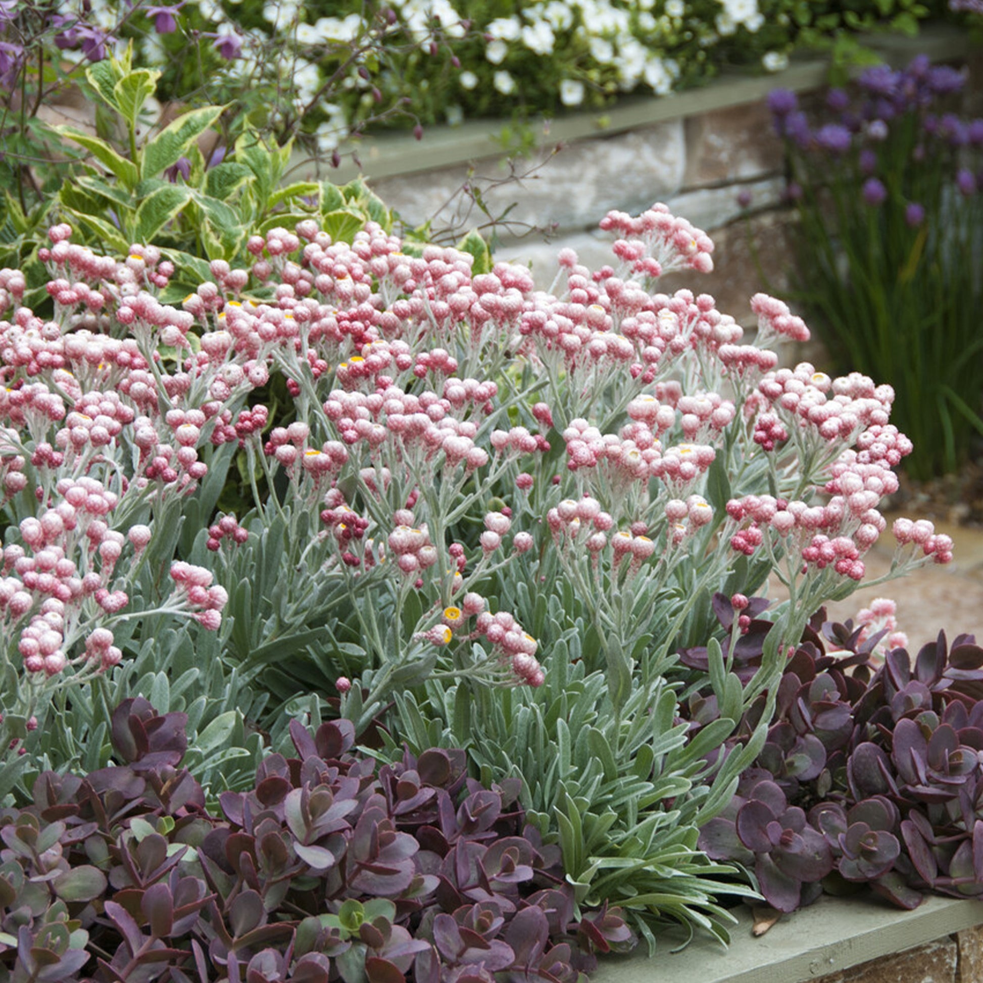 Helichrysum amorginum Ruby Cluster ® - Immortelle de corse Runy Cluster - Plantes vivaces