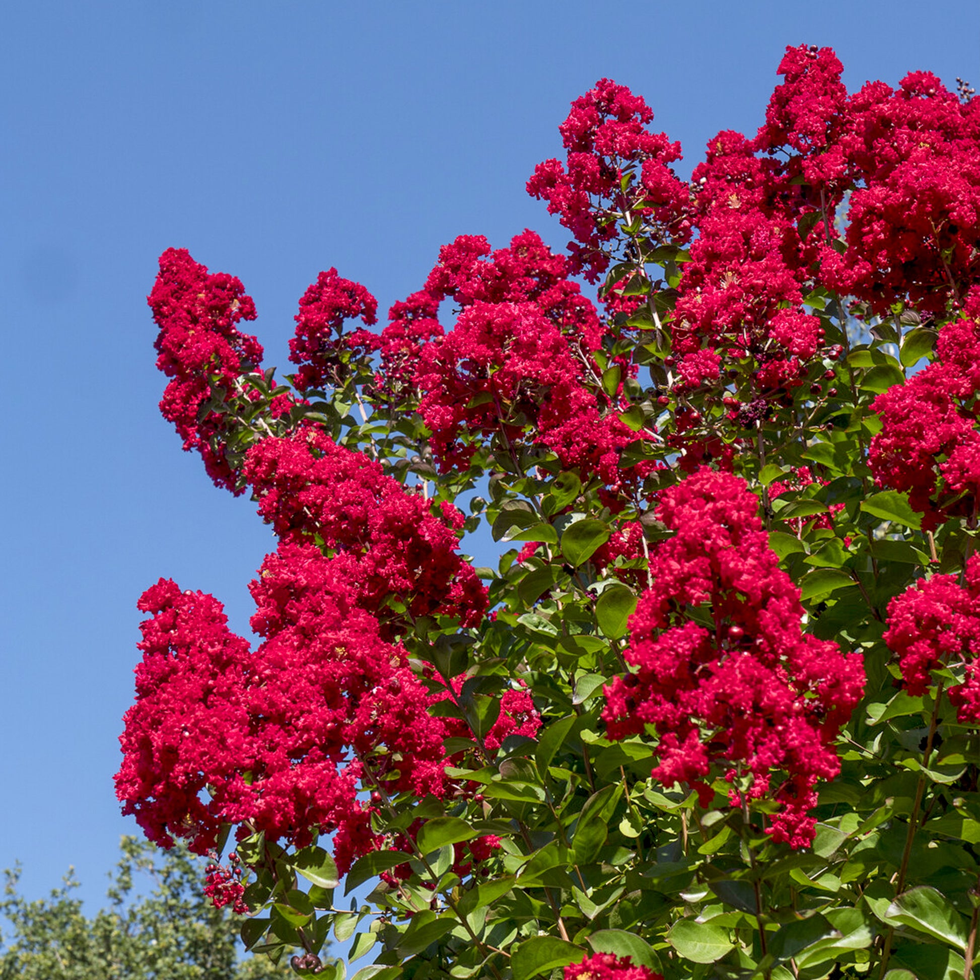 Lagerstroemia indica Dynamite - Lilas des Indes Dynamite - Lilas des indes