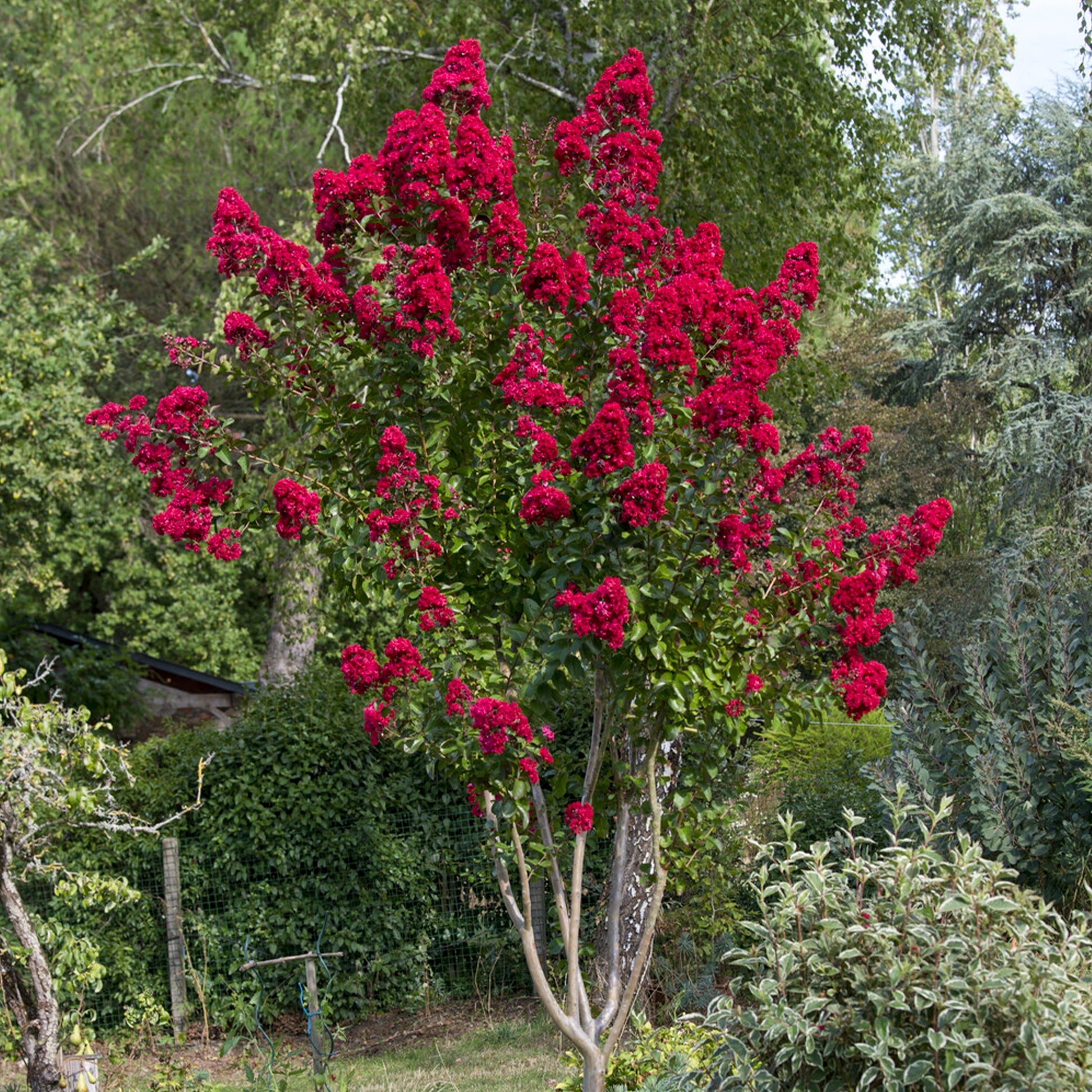 Lilas des Indes Dynamite - Bakker