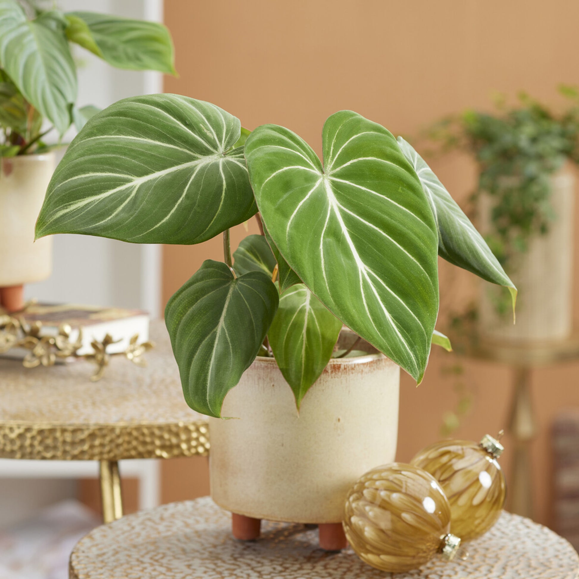 Philodendron Gloriosum - Philodendron Gloriosum - Bakker