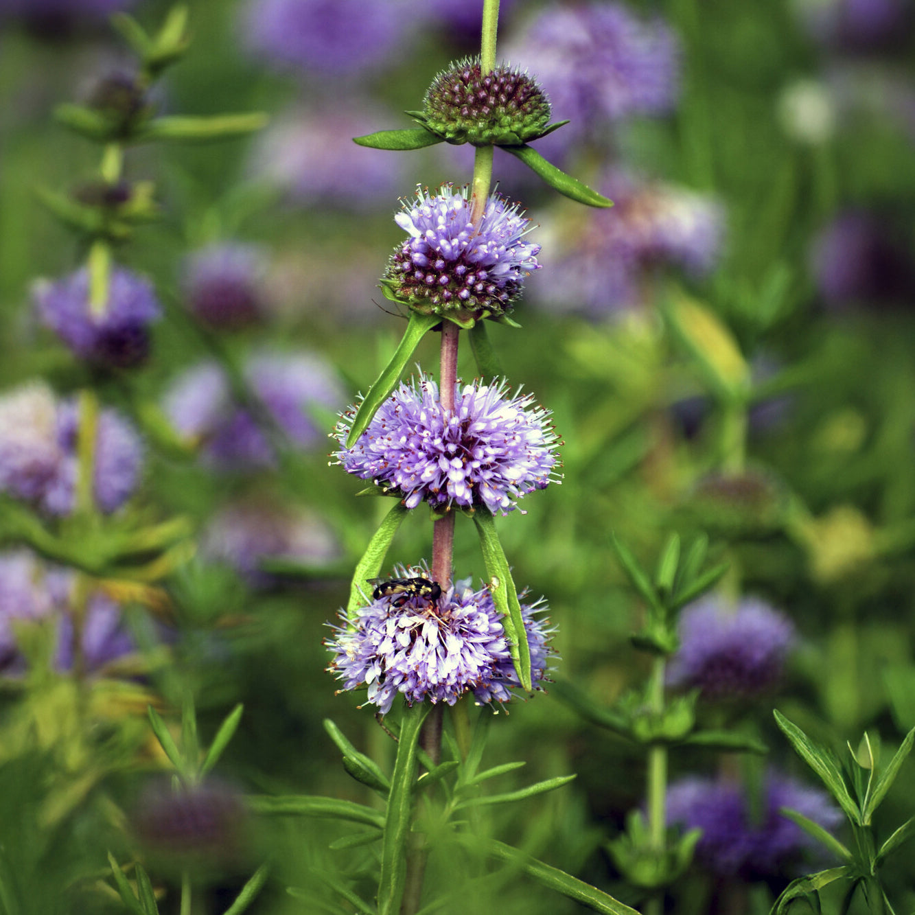 Preslia cervina - Menthe des cerfs  - Plantes de berge