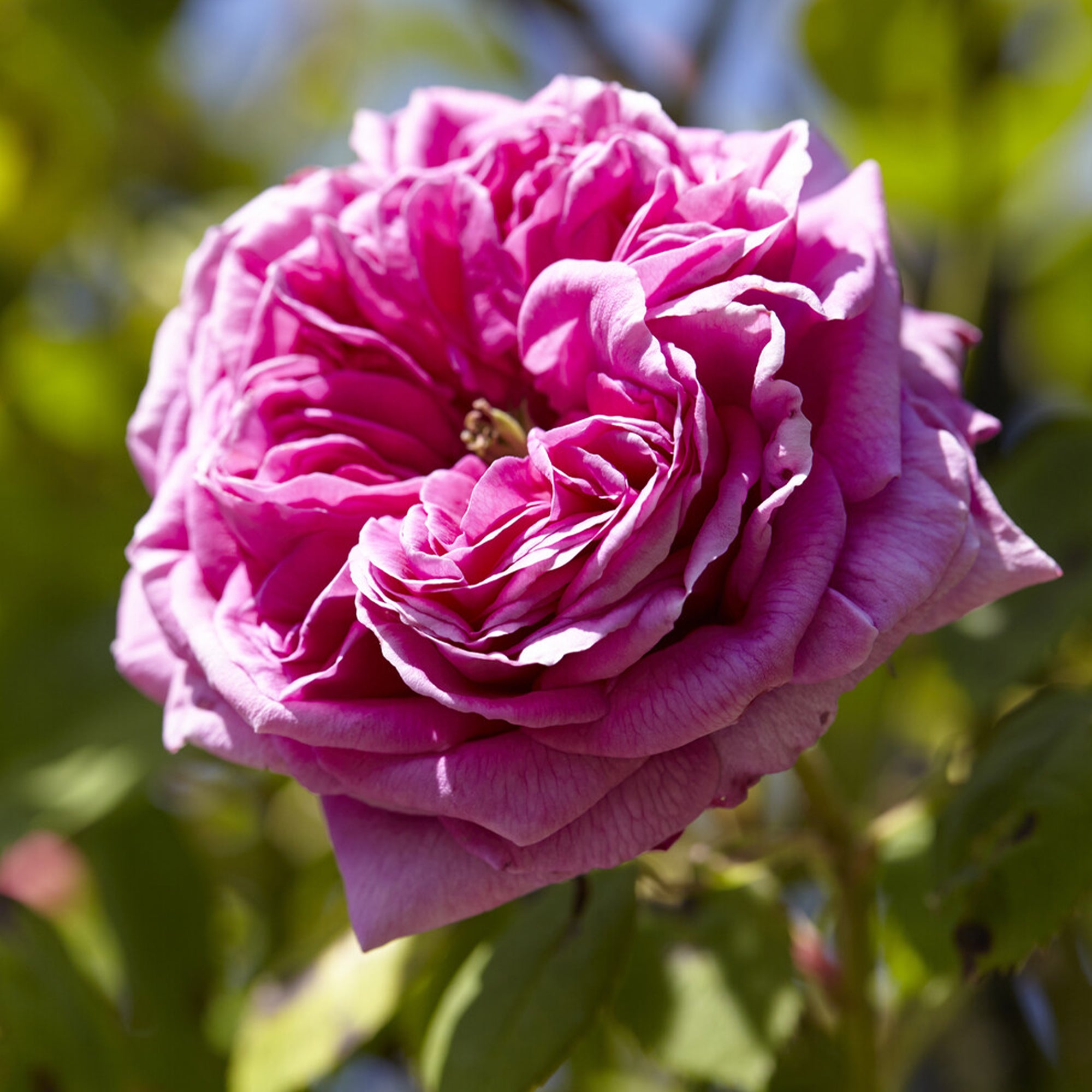 Rosier Bourbon grimpant Mme Isaac Pereire | Bakker.com