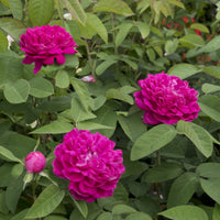 Rosier ancien Rose de Rescht - Rosa Rose de Rescht - Bakker