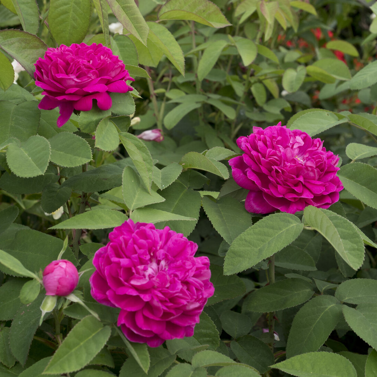 Rosa Rose de Rescht - Rosier ancien Rose de Rescht - Rosiers