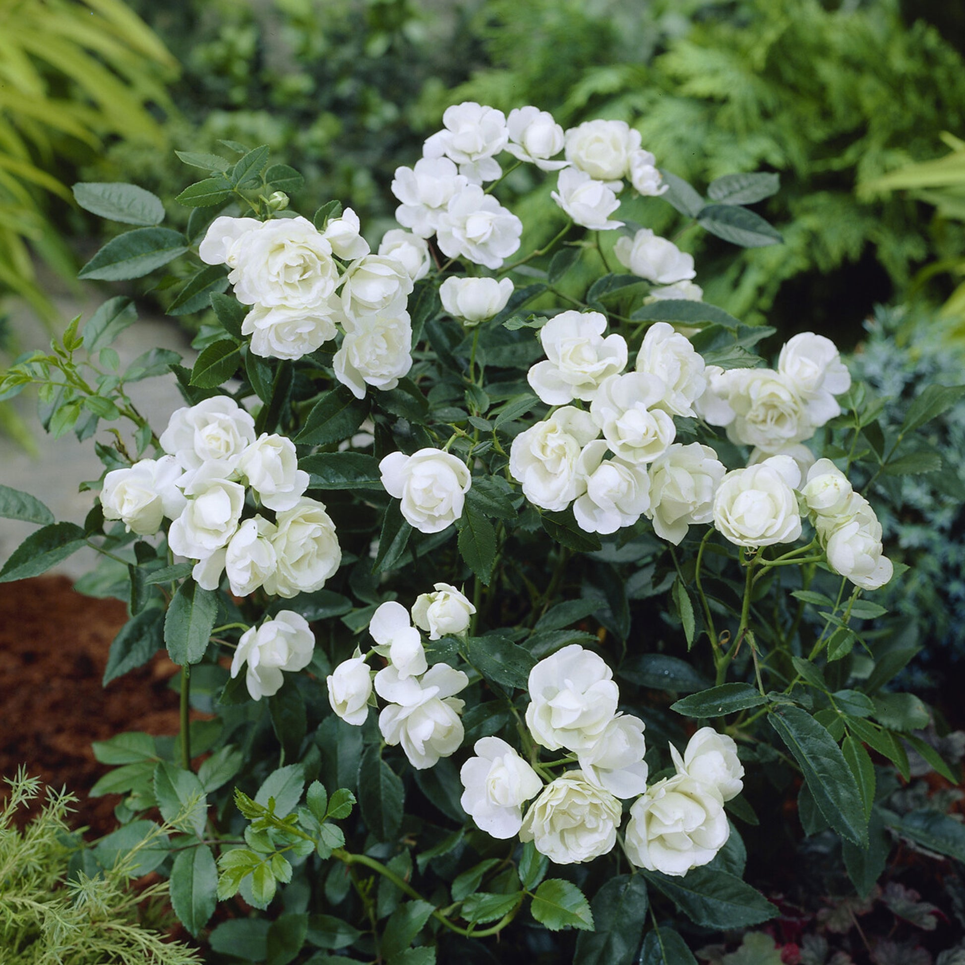 Rosier Fête des Mères blanc - Bakker