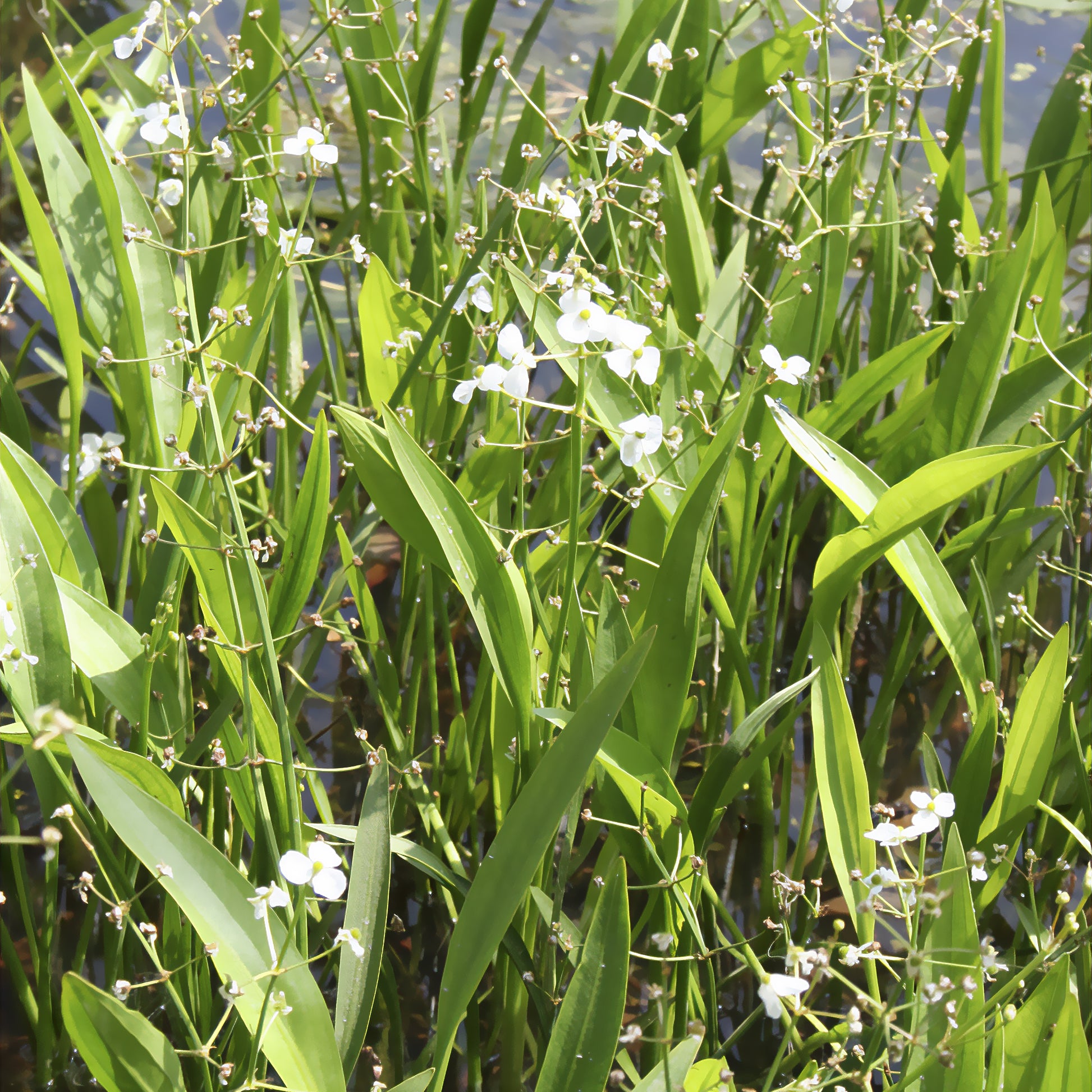 Plantes de berge - Sagittaire graminiforme - Sagittaria graminea