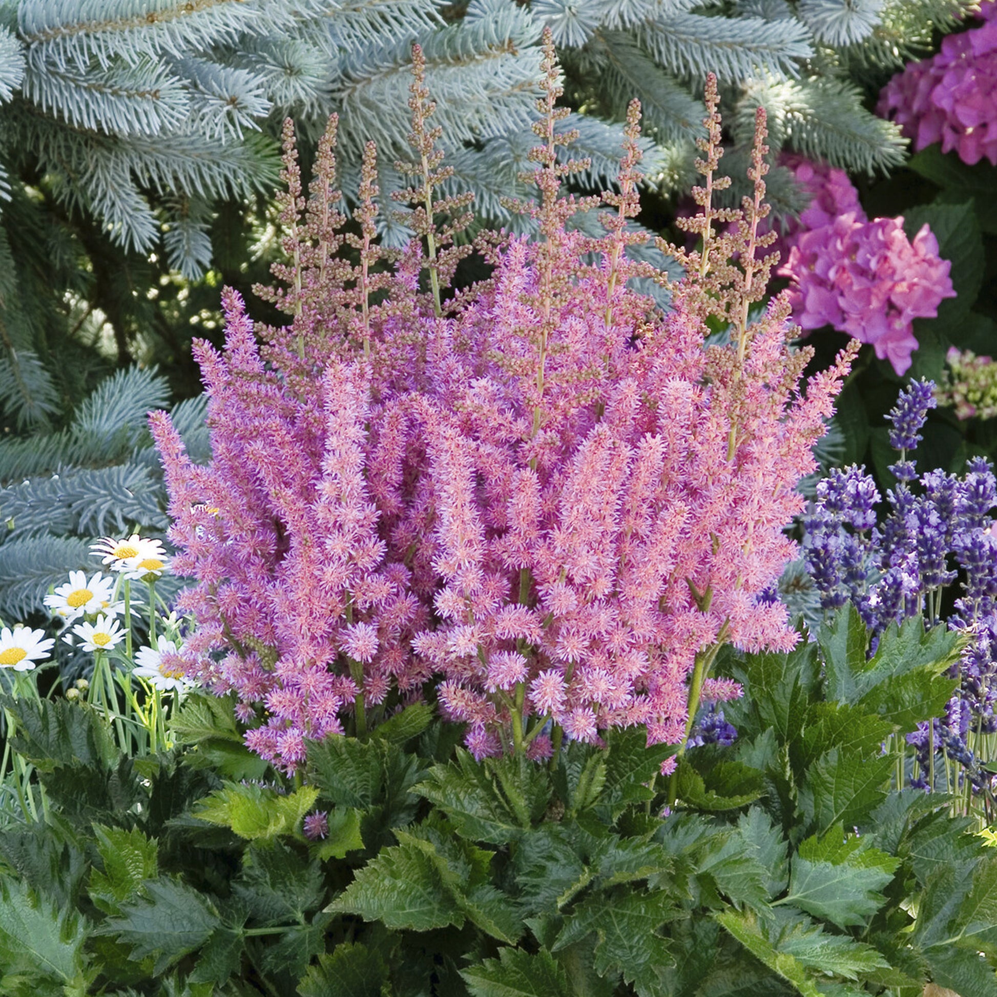 Astilbe  Vision in Pink - Astilbe Little Vision in Pink ® - Bakker