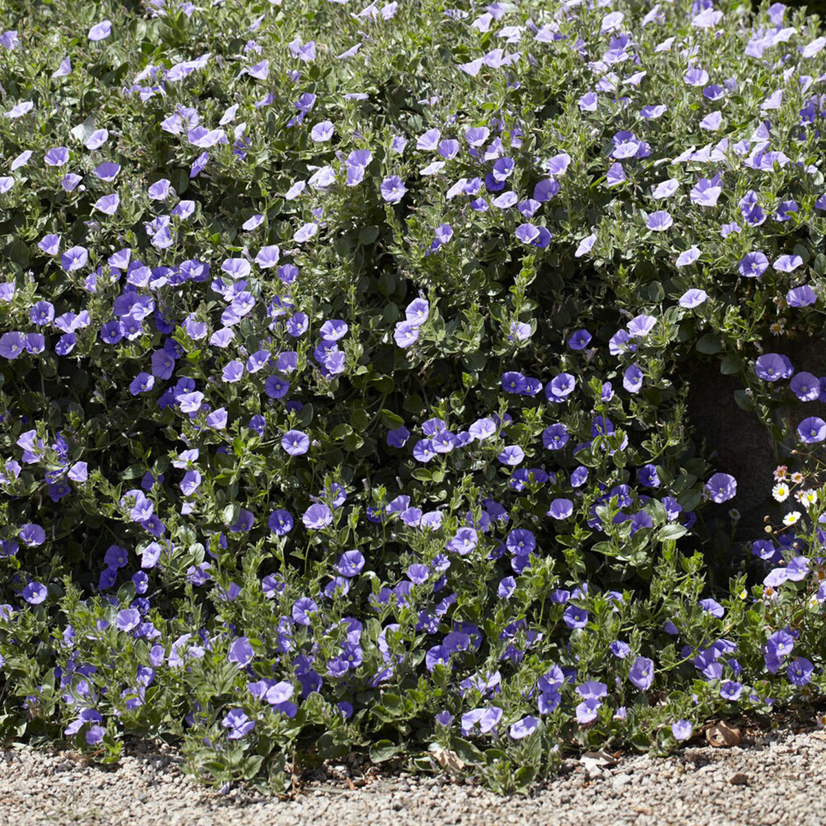Convolvulus sabatius Compacta - Liseron de Mauritanie Compacta - Plantes couvre-sol