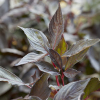Cornouiller blanc Nightfall® - Bakker