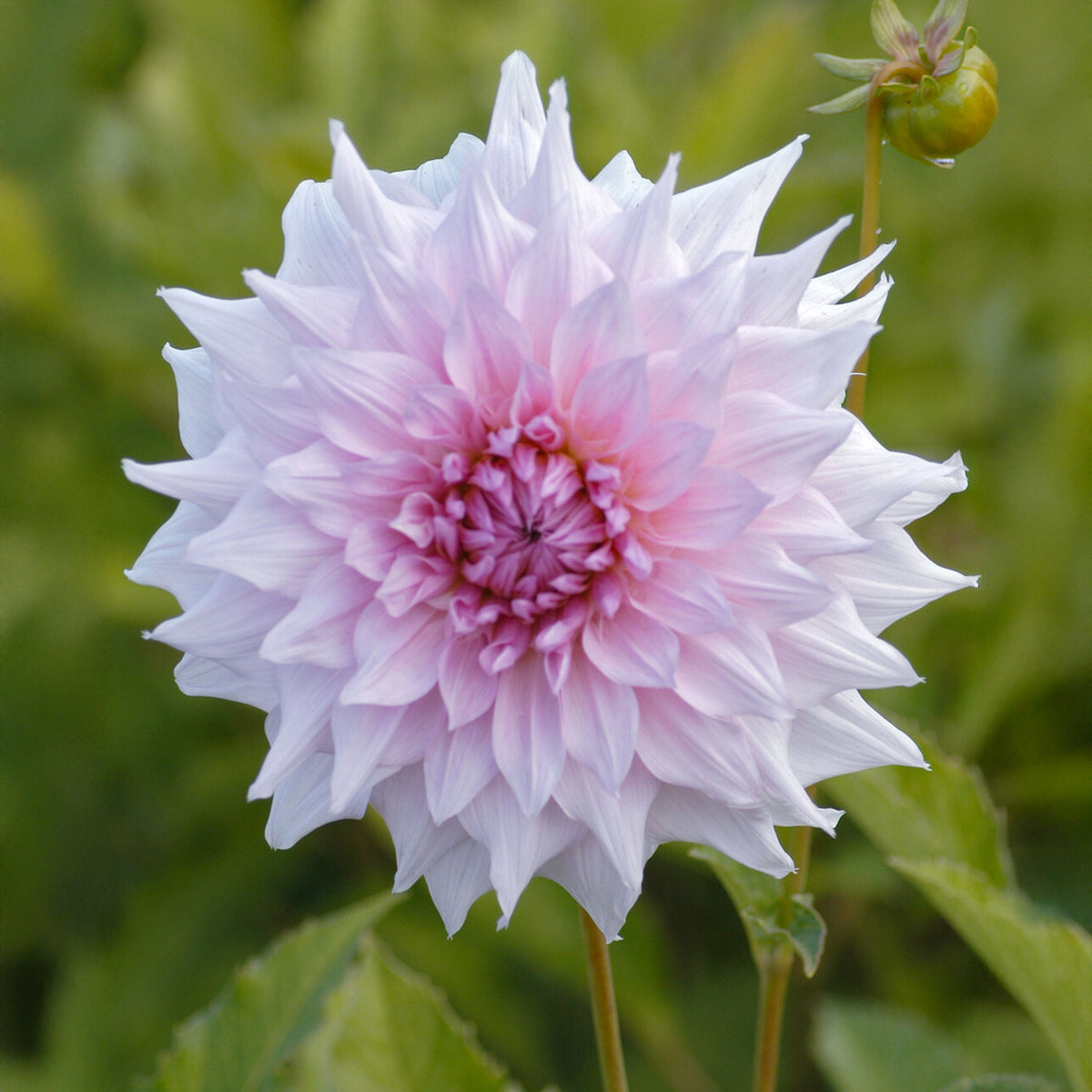 Dahlia à grandes fleurs Shiloh Noelle - Dahlia Shiloh Noelle - Bakker