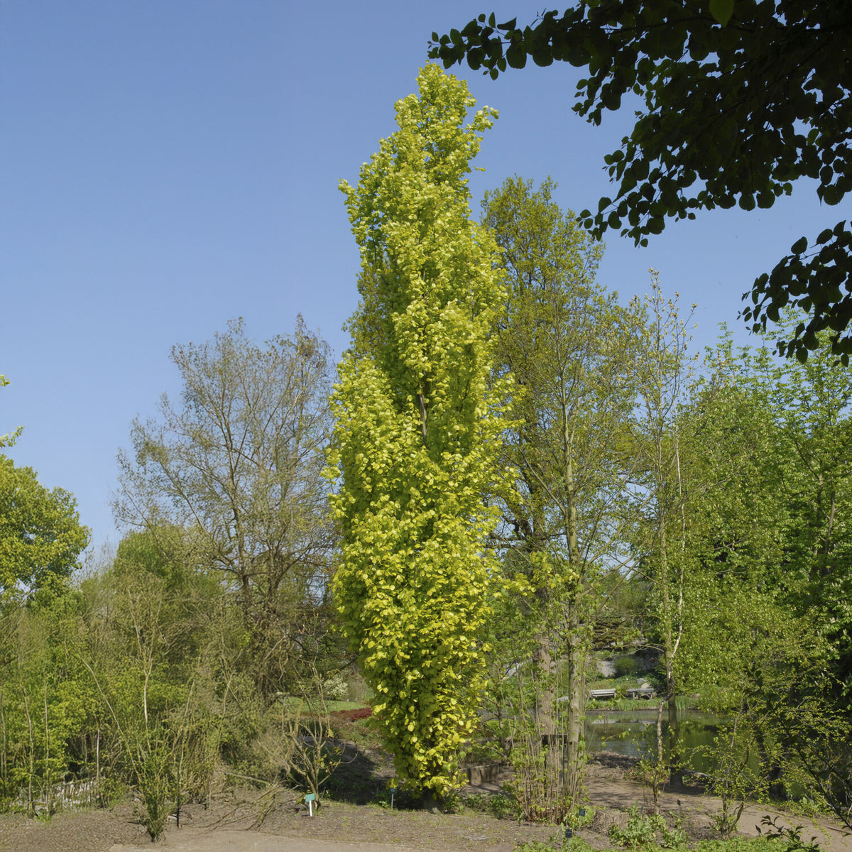 Hêtre fastigié Dawyck Gold - Bakker