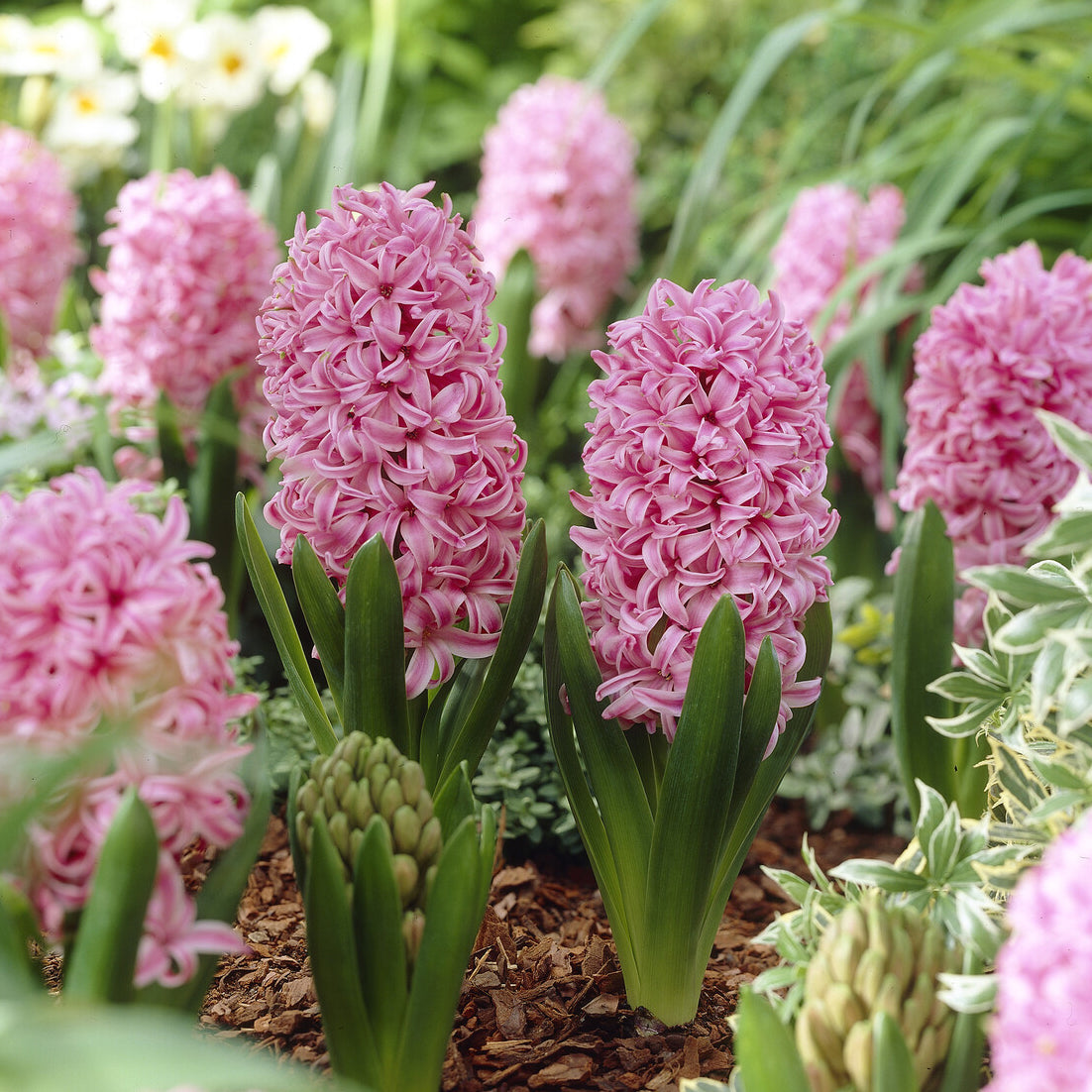 Hyacinthus orientalis Pink Pearl - Jacinthe Pink Pearl - Bulbes de Jacinthe