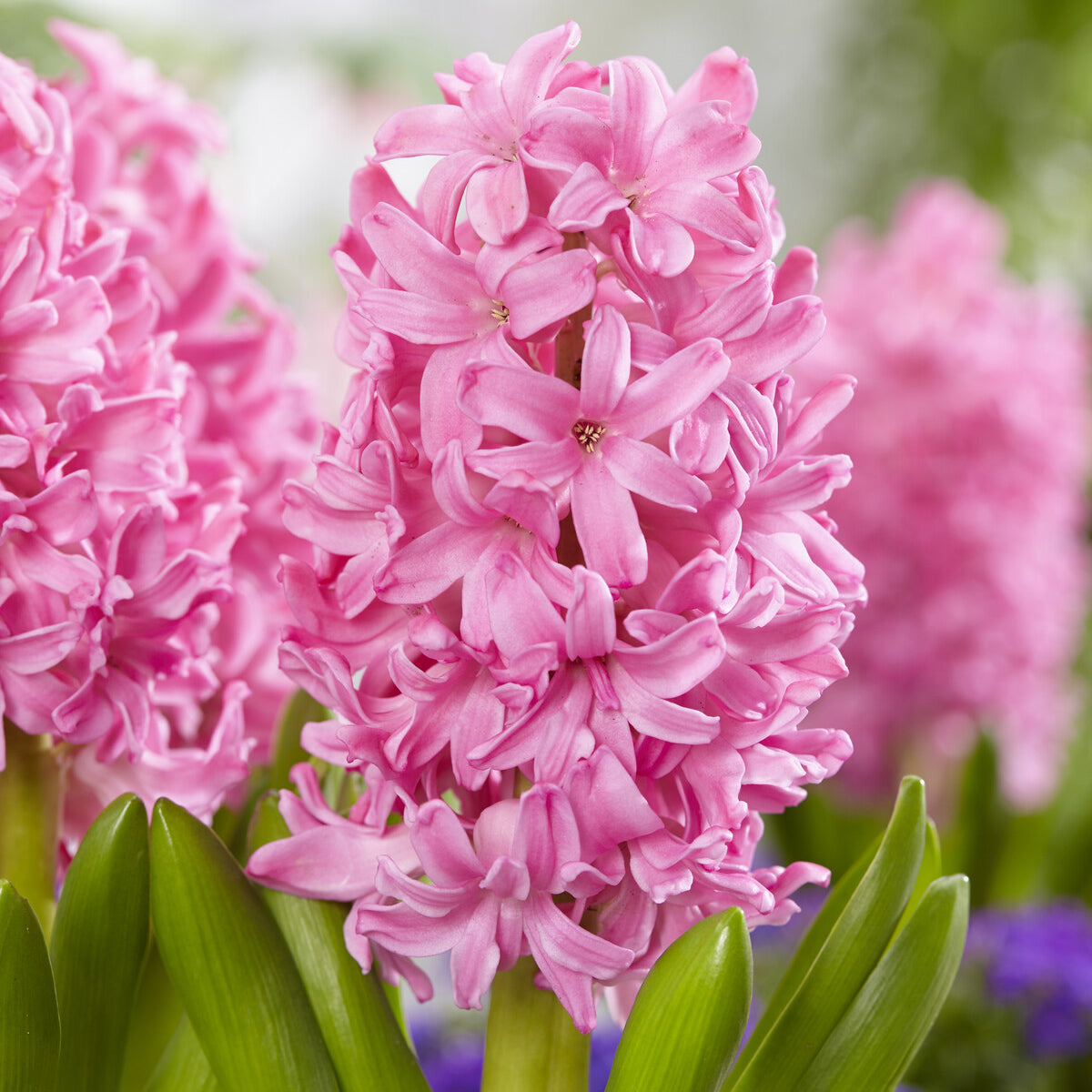 Jacinthe Pink Pearl - Bakker
