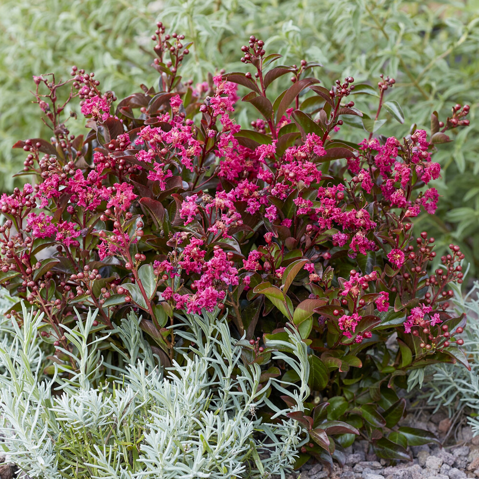 Lilas des Indes Berry Dazzle® - Lagerstroemia indica Berry Dazzle® - Bakker