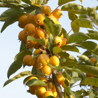 Pommier d'ornement Golden Hornet - Bakker