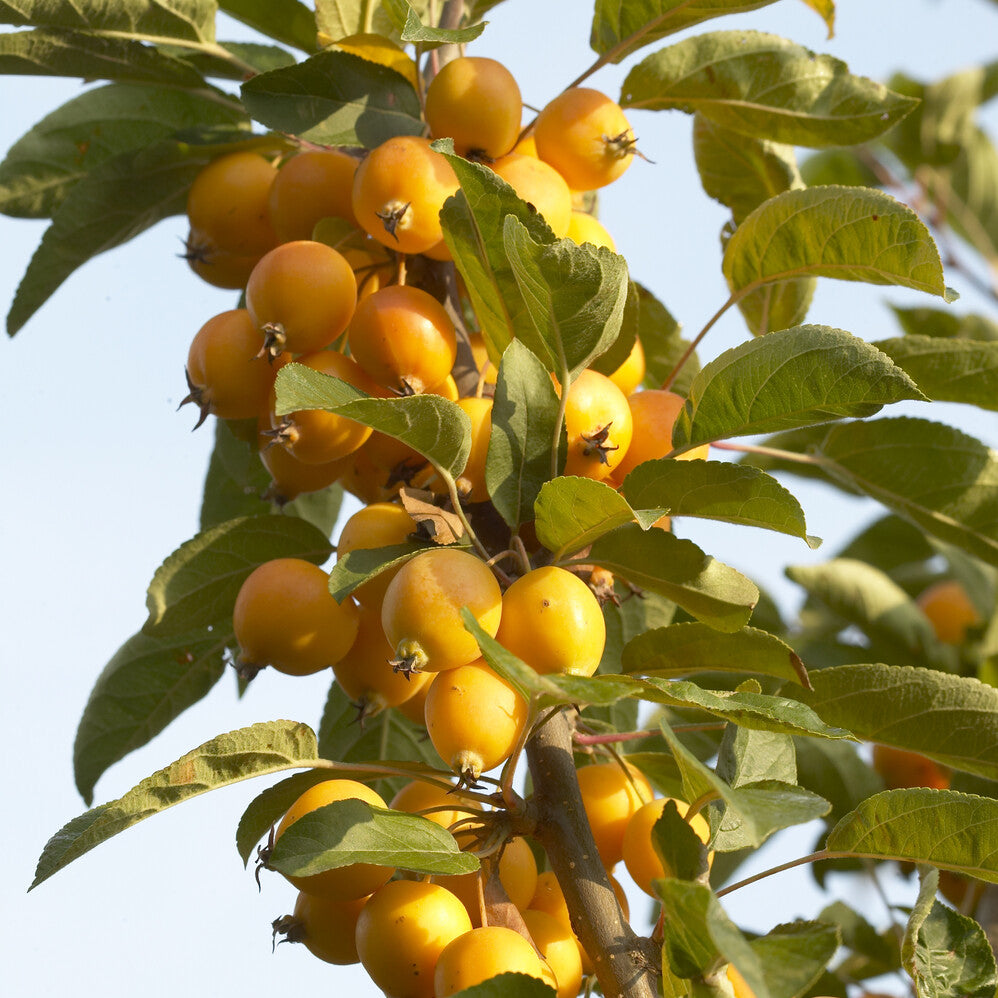 Pommier d'ornement Golden Hornet - Bakker
