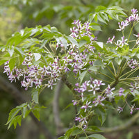 Vente Margousier - Lilas de Perse - Melia azedarach