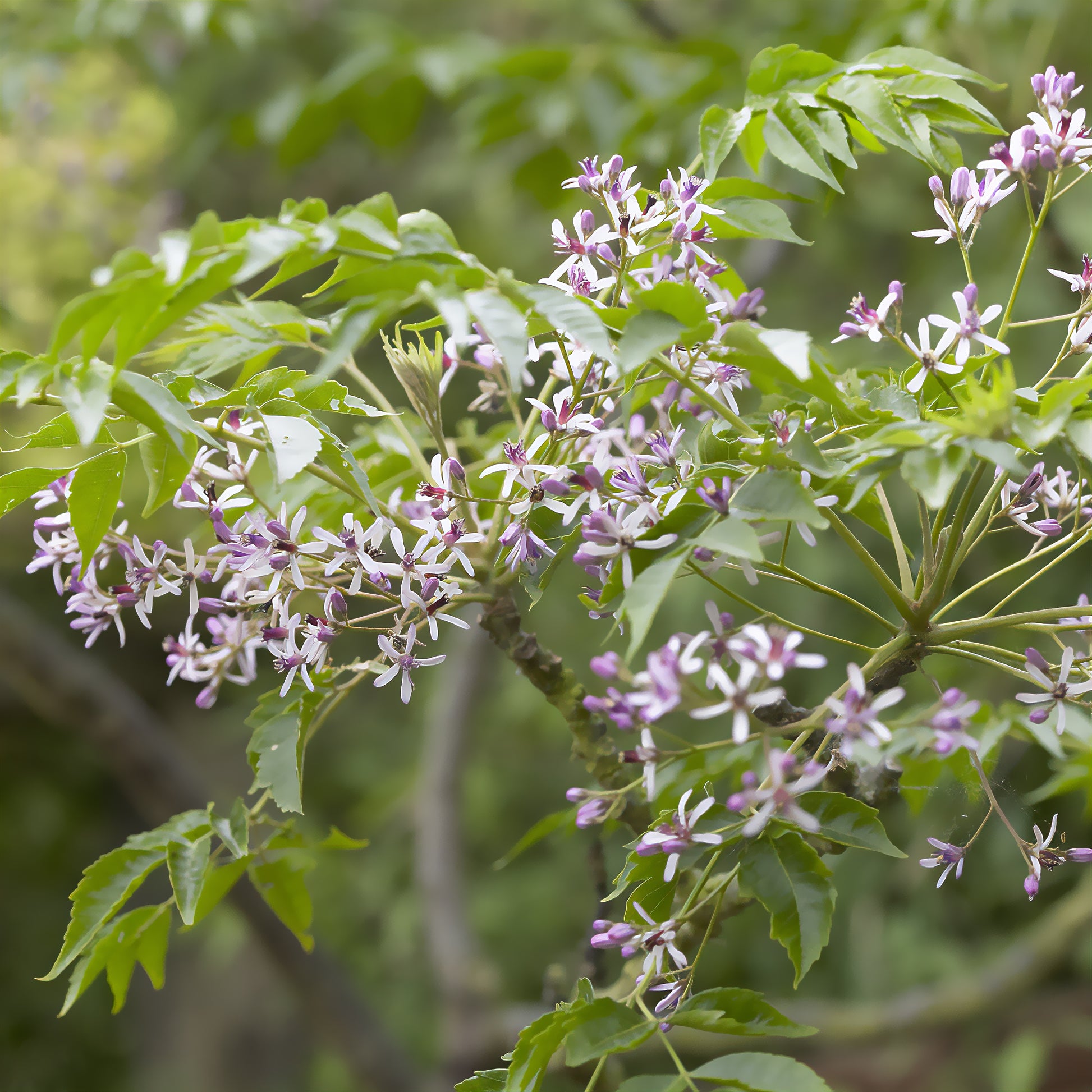 Vente Margousier - Lilas de Perse - Melia azedarach