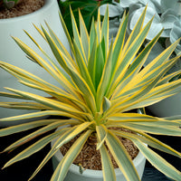 Yucca gloriosa Citrus twist® - Yucca gloriosa Citrus Twist ® - Bakker
