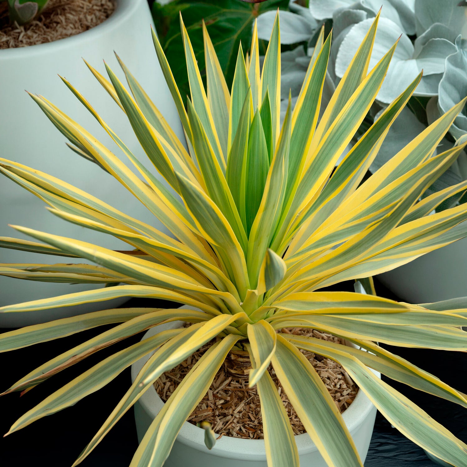 Yucca gloriosa Citrus twist® - Yucca gloriosa Citrus Twist ® - Bakker