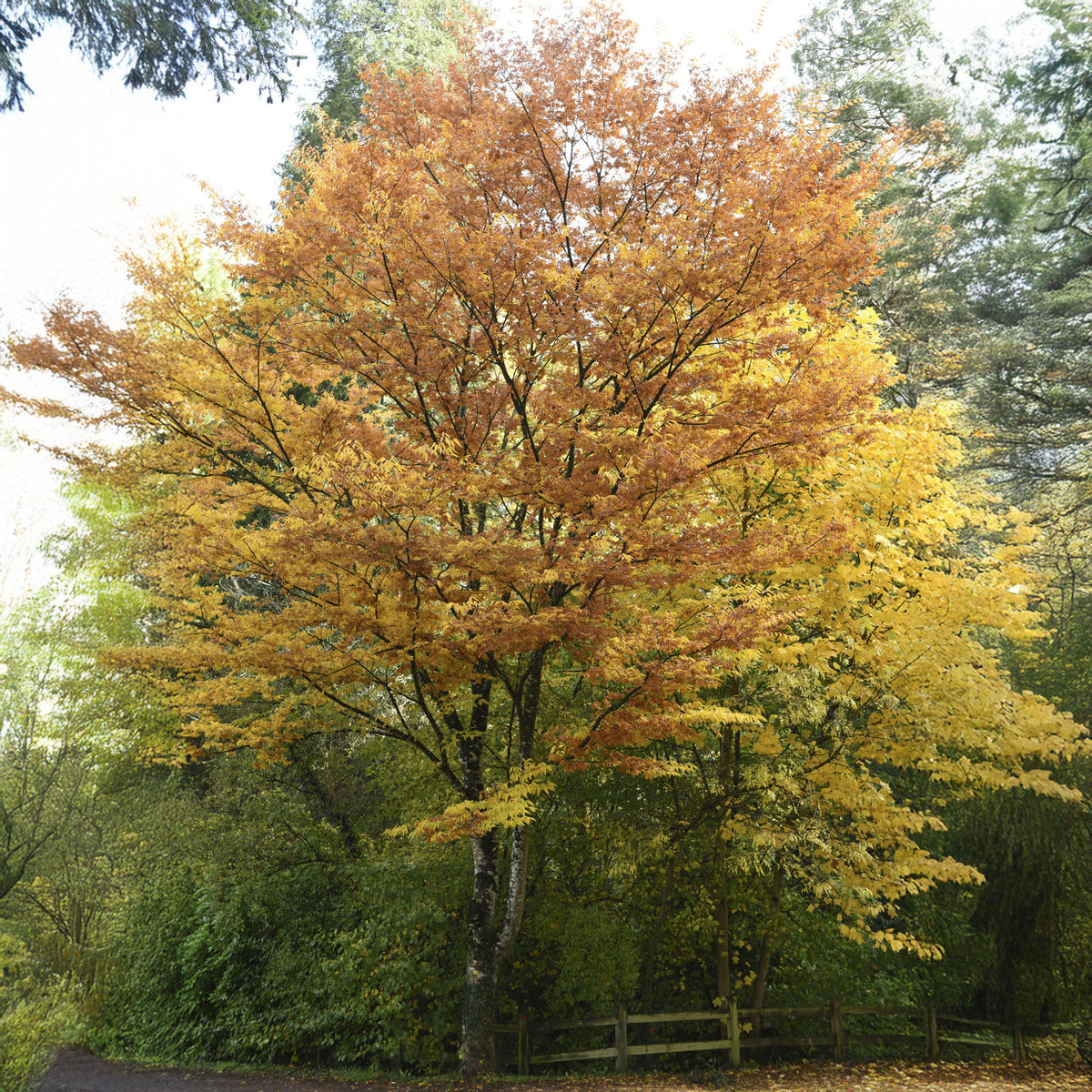 Orme de Sibérie - Zelkova serrata - Bakker