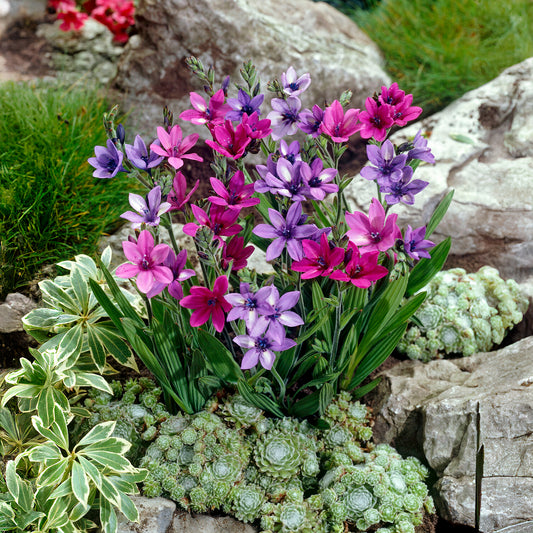 Babiana stricta - Bakker