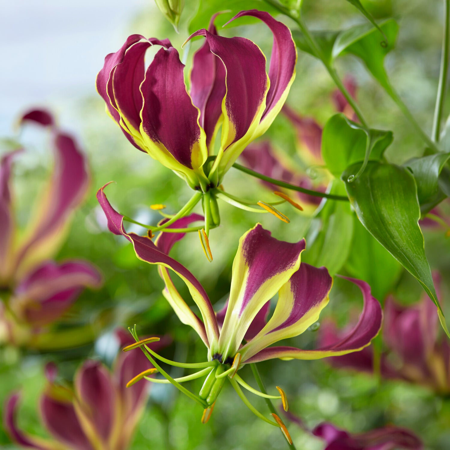 Gloriosa Carsonii - Lis de Malabar - Bakker