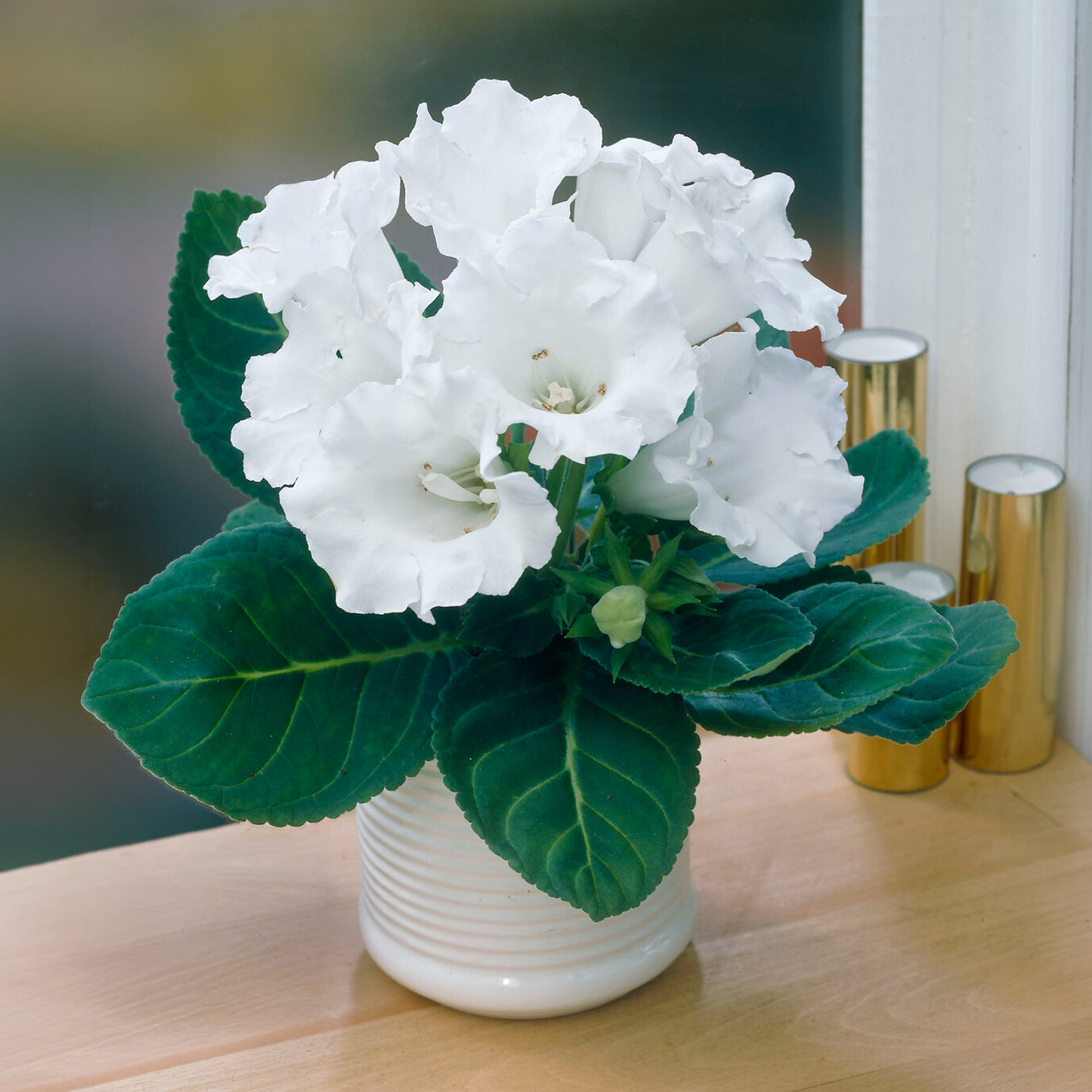 Gloxinia Mont Blanc - Gloxinia speciosa Mont Blanc - Bakker