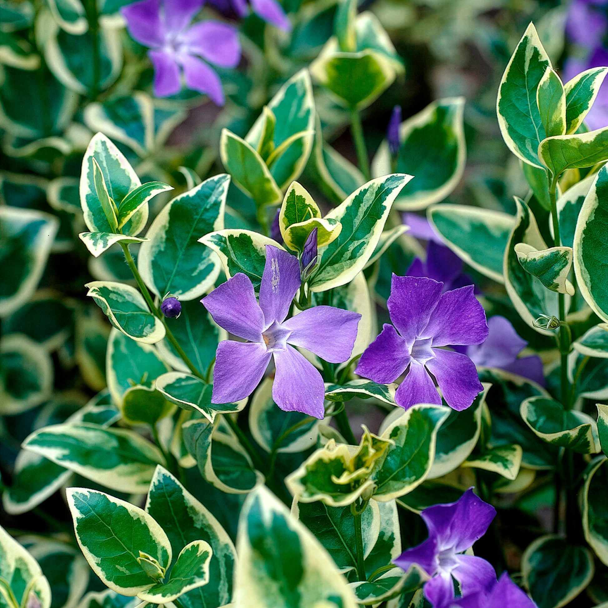 Vinca major Variegata - Grande pervenche panachée - Pervenche