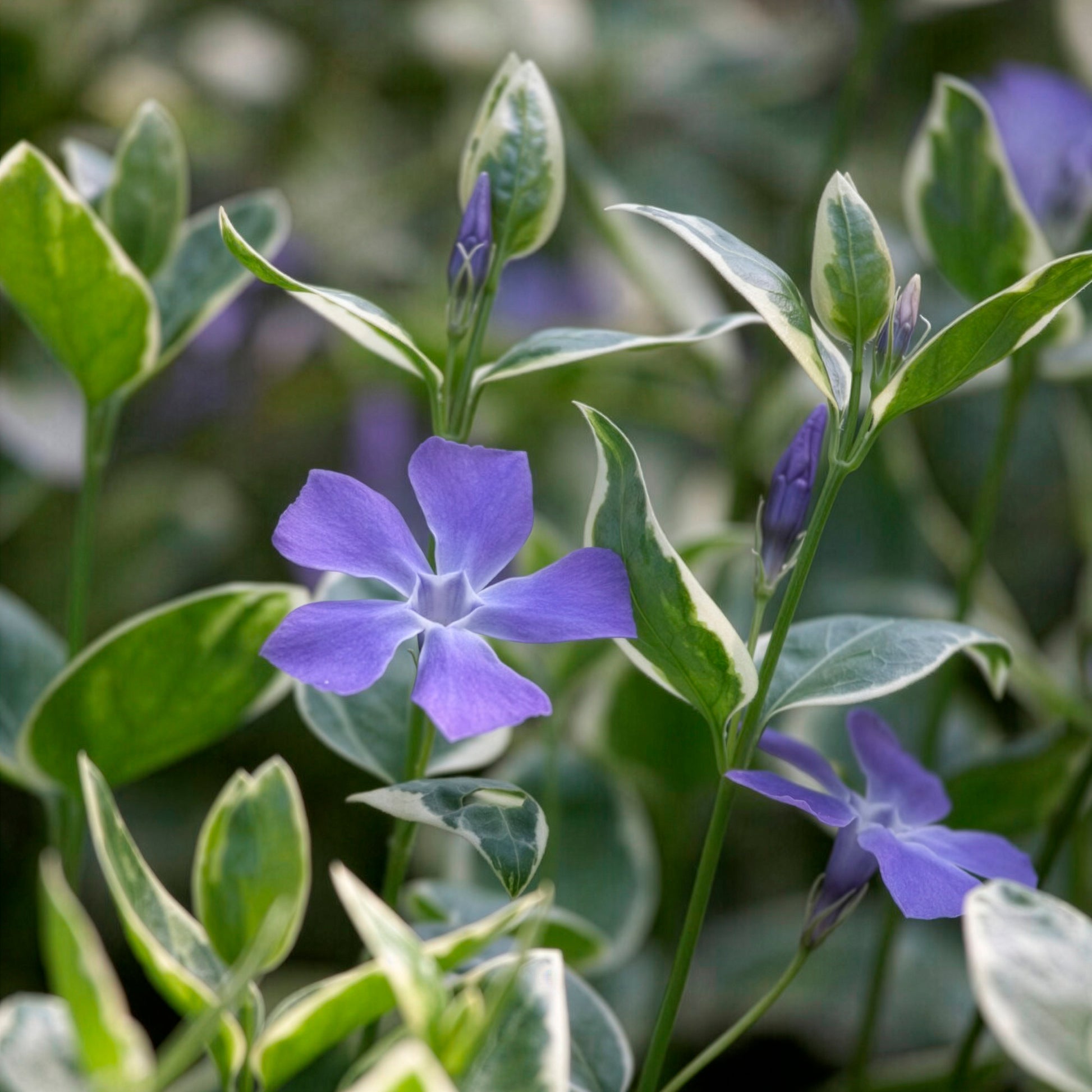 Vente Grande pervenche panachée - Vinca major Variegata