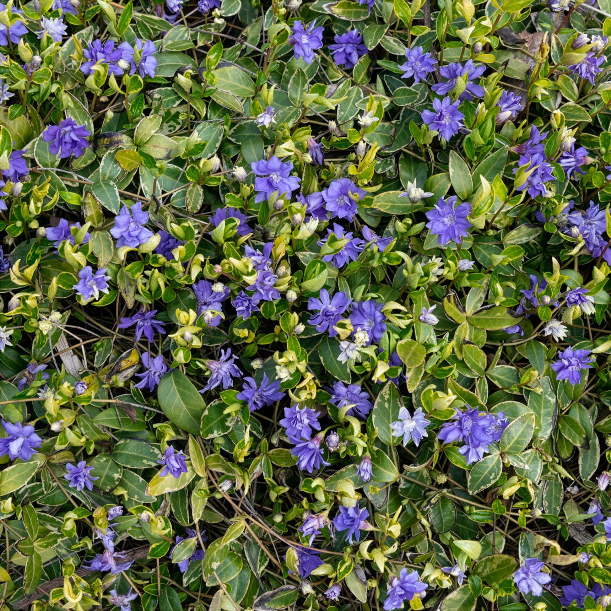 Pervenche - Grande pervenche panachée - Vinca major Variegata