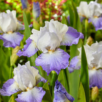 Iris de jardin Alizés - Iris germanica Alizés - Bakker
