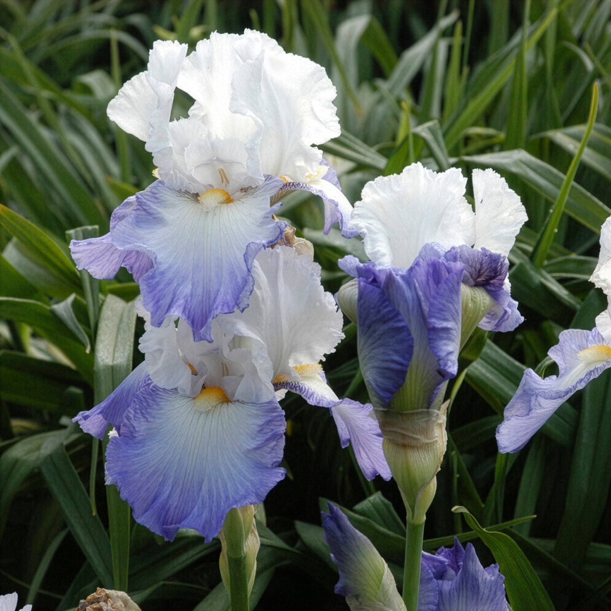 Iris germanica Alizés - Iris de jardin Alizés - Iris des jardins