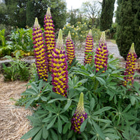 Lupin Manhattan Lights® - Lupinus Manhattan Lights® - Bakker