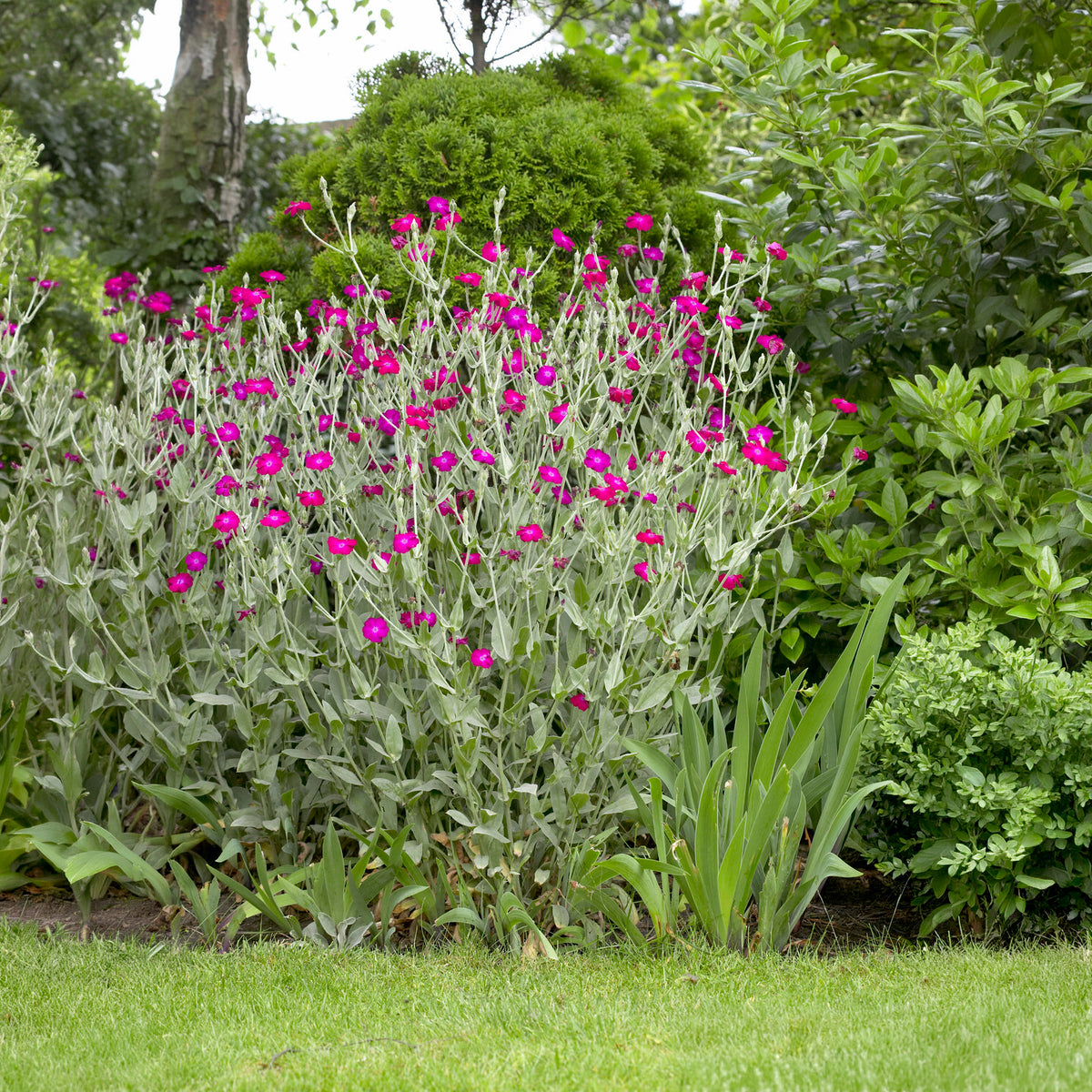 Coquelourde des jardins - Bakker