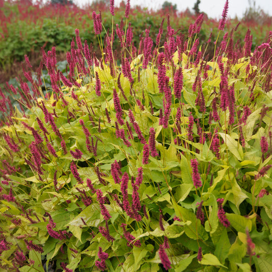 Renouée Golden Arrow - Persicaire - Bakker