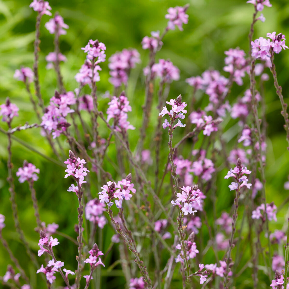 Vente Verveine officinale Bampton