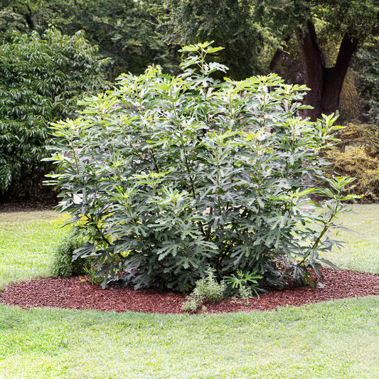 Figuier nain Little Miss Figgy® - Bakker