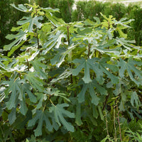 Ficus carica Little Miss Figgy® - Figuier nain Little Miss Figgy® - Figuiers