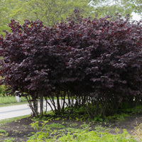 Corylus maxima Rote Zellernuss - Noisetier pourpre Rote Zellernuss - Noisetier