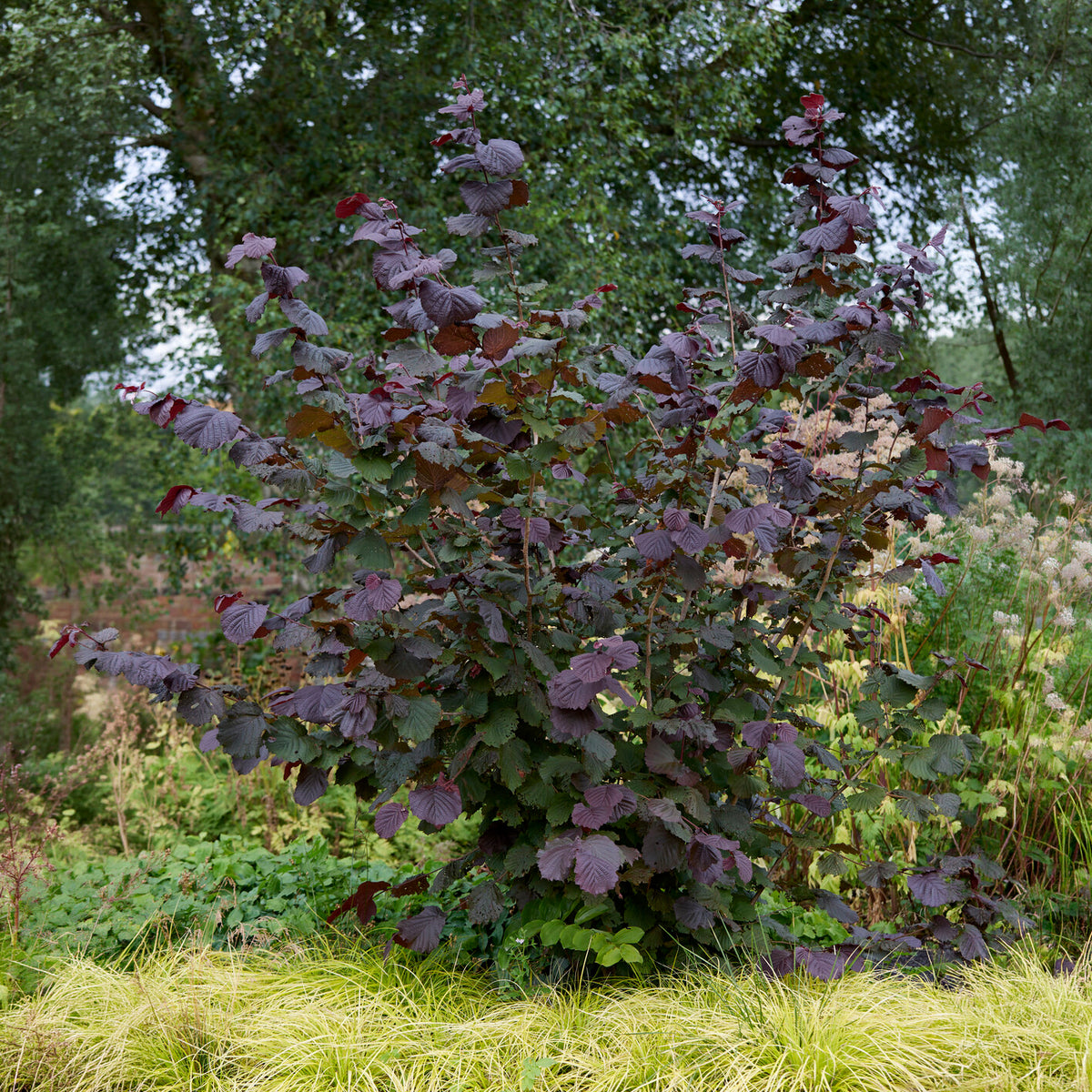 Noisetier pourpre Rote Zellernuss - Corylus maxima Rote Zellernuss - Bakker