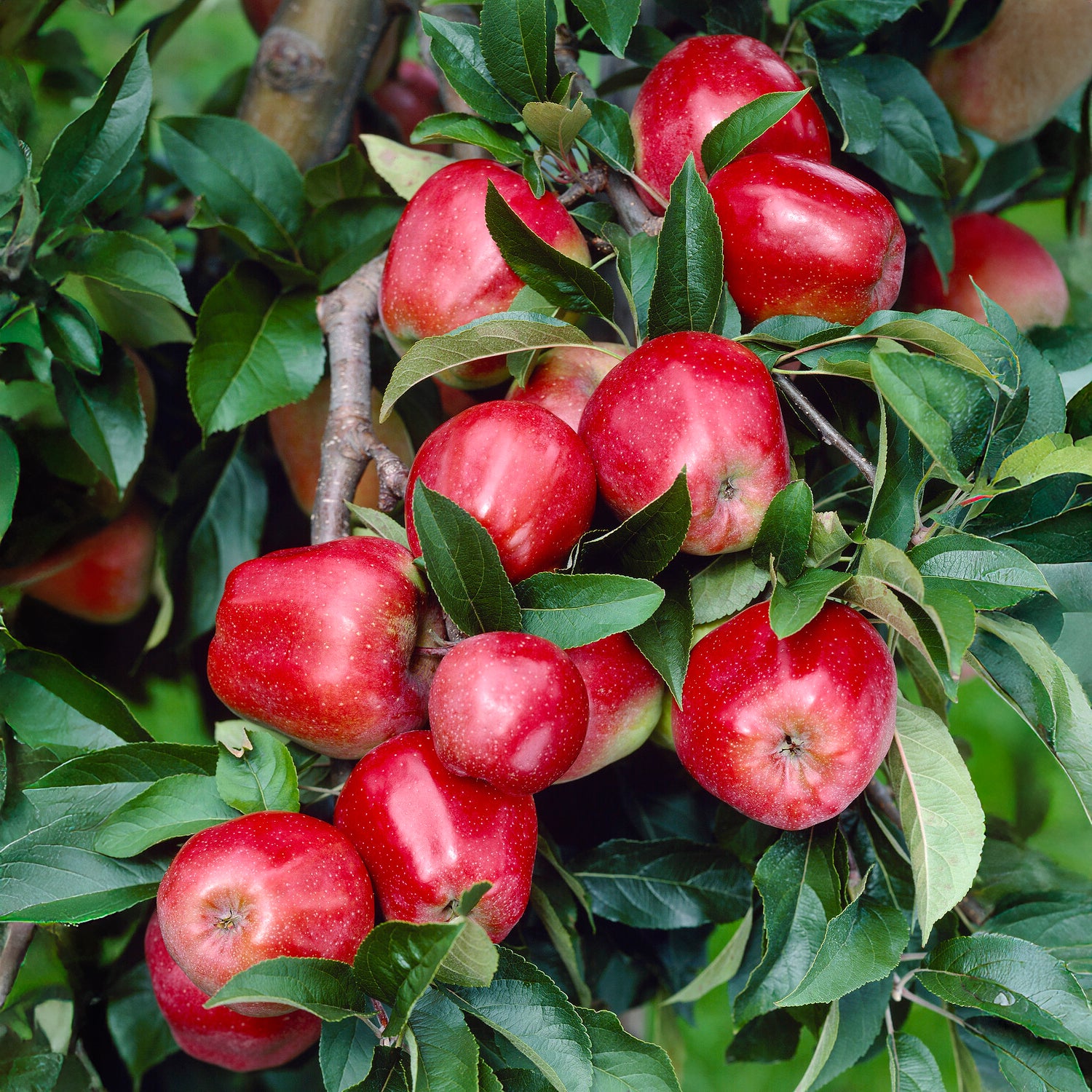 Pommier Gloster - Bakker