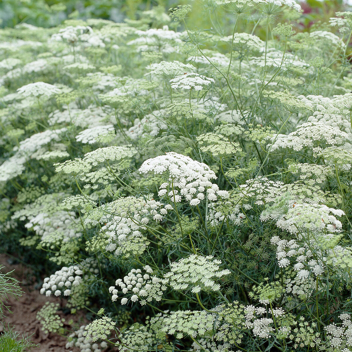 Ammi élevé - Bakker