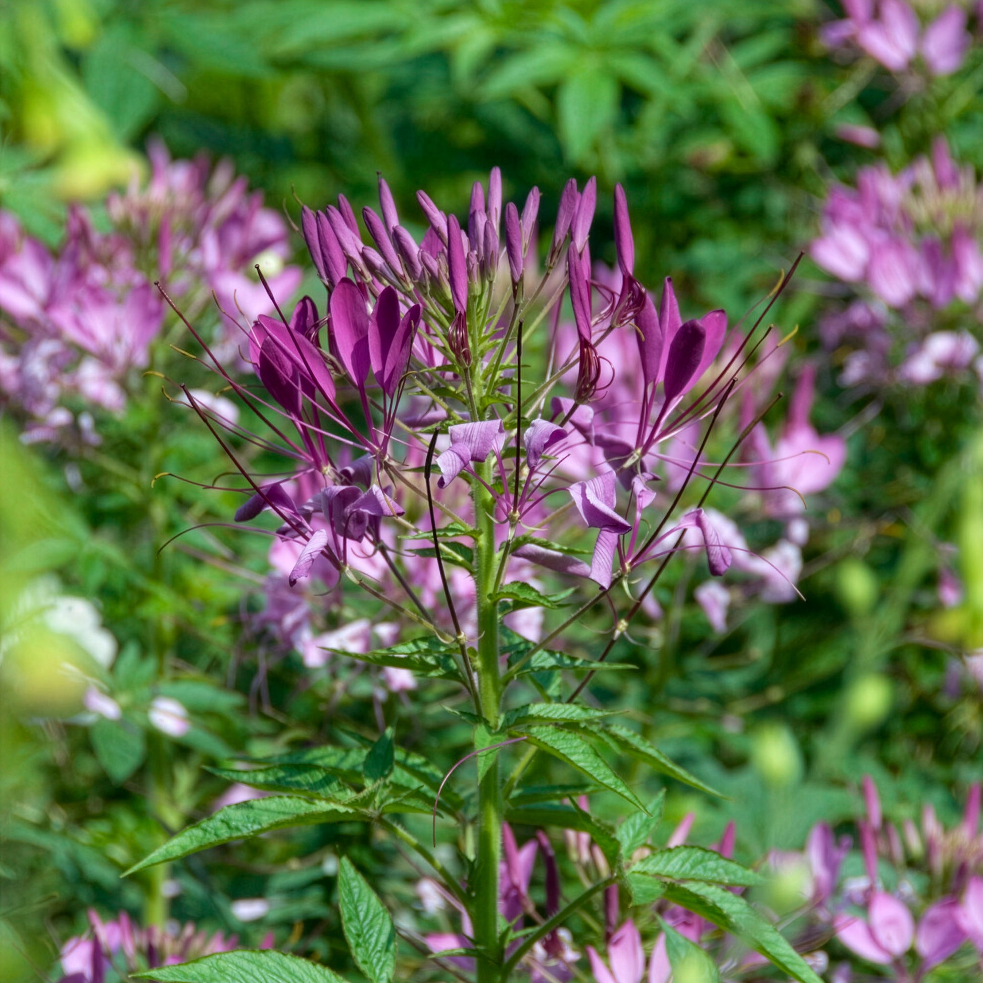 Cléome Violet Queen - Bakker