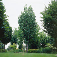 Tulipier de Virginie Fastigiatum - Liriodendron tulipifera Fastigiatum - Bakker