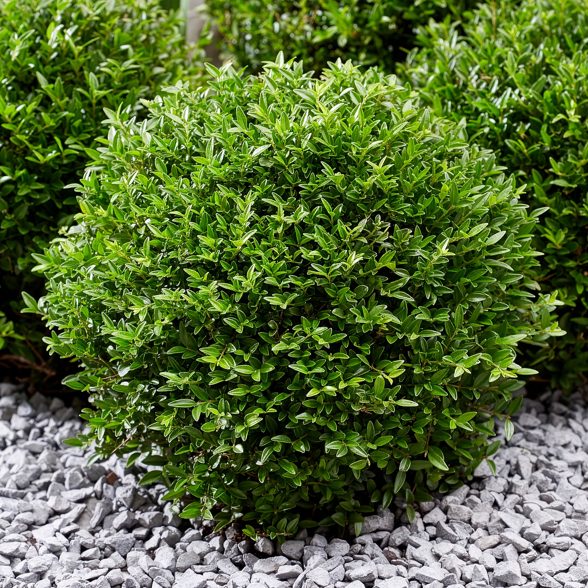 Chèvrefeuille arbustif Green Breeze - Lonicera nitida Garden Clouds Green Breeze - Bakker