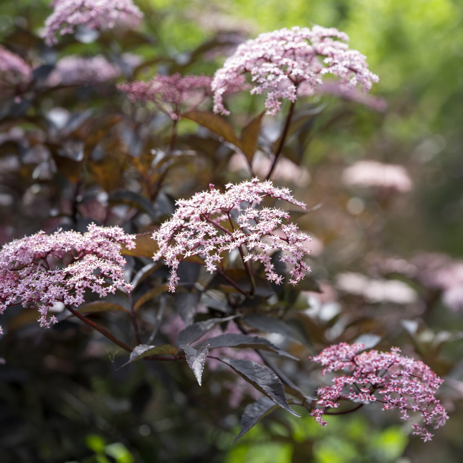 Arbustes - Sureau noir Black Beauty - Sambucus nigra Black Beauty