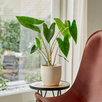 Alocasia zebrina