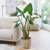 Alocasia zebrina - Alocasia zebrina - Bakker